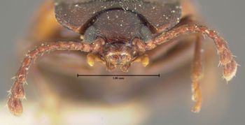 Media type: image;   Entomology 24537 Aspect: head frontal view